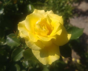 写真：ヒロシマヘイワキネンコウエン