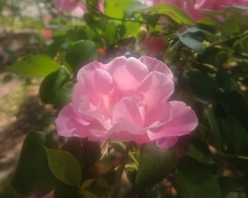 写真：スパニッシュ ビューティー