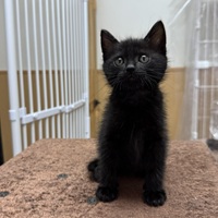 c8-5-11-2