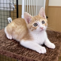 家族募集中のワンちゃんネコちゃんはこちら｜広島市公式ウェブサイト