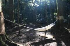 写真：森に設置されたハンモックに木漏れ日がさしている