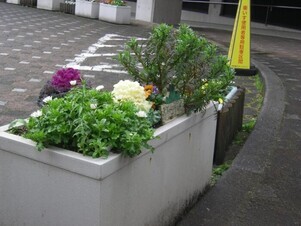スポーツセンターの花壇の写真1