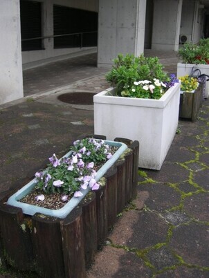 スポーツセンターの花壇の写真2