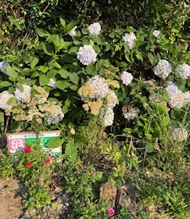 伴東三丁目11番沿いの畑の写真1
