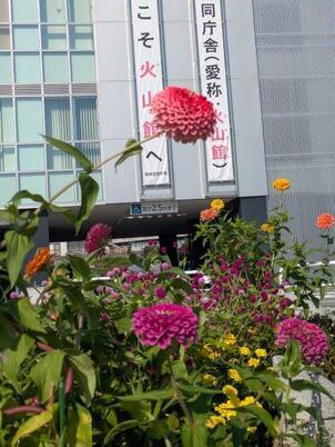 沼田公園の花壇の写真1