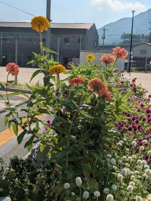 沼田公園の花壇の写真2
