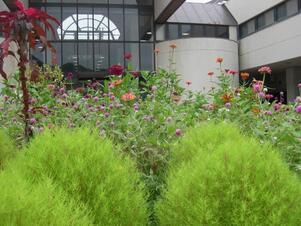 スポーツセンターの花壇の写真2