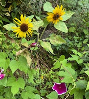 伴東三丁目11番沿いの畑の写真1