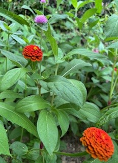 みんなの花壇の写真3