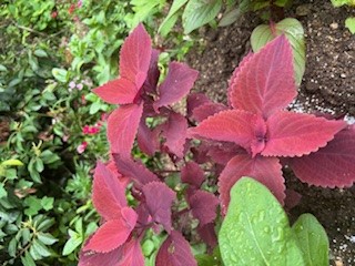 みんなの花壇の写真4