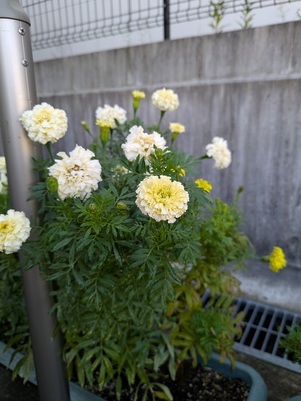 大原台集会所のプランターの写真1
