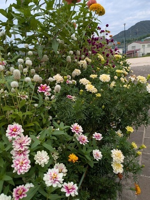 沼田公園の花壇の写真1