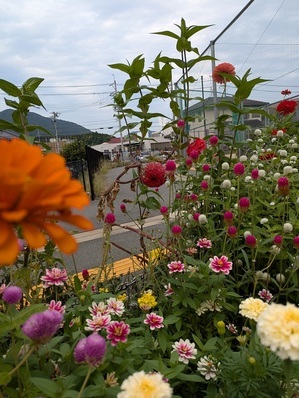 沼田公園の花壇の写真2