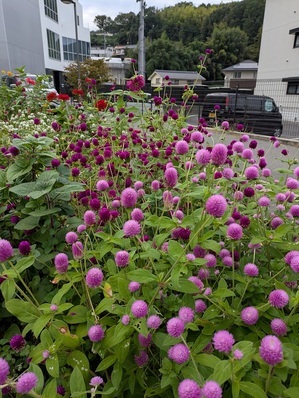 沼田公園の花壇の写真3