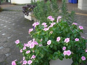 スポーツセンターの花壇の写真1