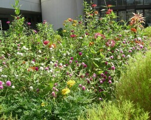 スポーツセンターの花壇の写真2