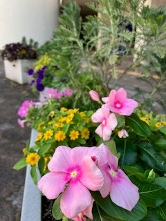 スポーツセンターの花壇の写真1