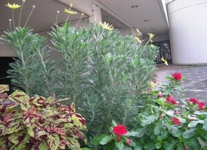 スポーツセンターの花壇の写真1