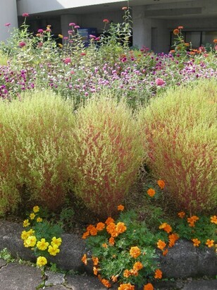 スポーツセンターの花壇の写真2