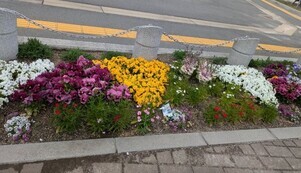 沼田公園の花壇の写真2