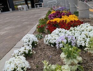 沼田公園の花壇の写真3