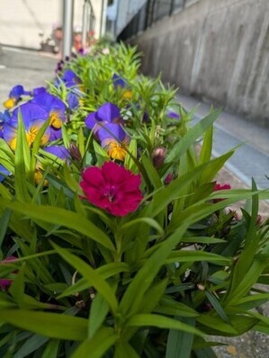 大原台集会所のプランターの写真1