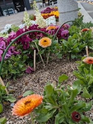 沼田公園の花壇の写真1