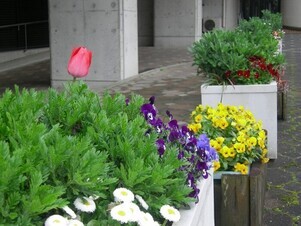スポーツセンターの花壇の写真1