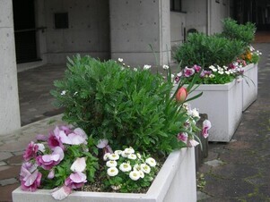 スポーツセンターの花壇の写真2