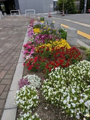 沼田公園の花壇の写真3