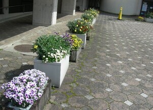 スポーツセンターの花壇の写真2