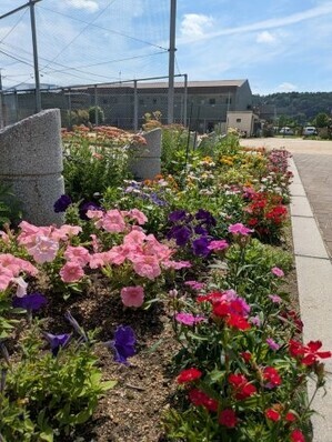 沼田公園の花壇の写真1