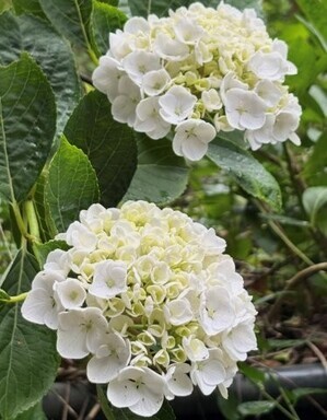伴東三丁目11番沿いの畑の写真1