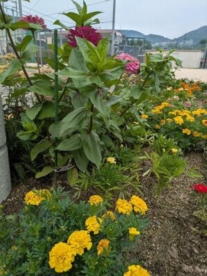 沼田公園の花壇の写真2