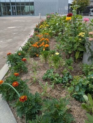 沼田公園の花壇の写真3