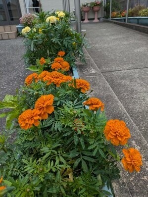 大原台集会所の花壇の写真2