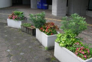 スポーツセンターの花壇の写真1