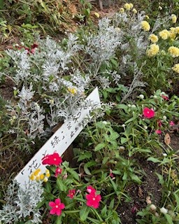 伴東三丁目11番沿いの畑の写真1