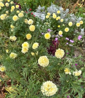 伴東三丁目11番沿いの畑の写真1