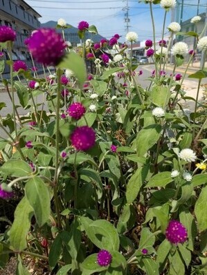 沼田公園の花壇の写真1