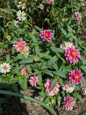 沼田公園の花壇の写真2