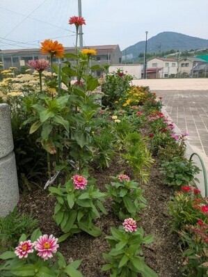 沼田公園の花壇の写真3
