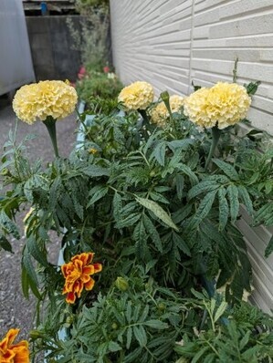 大原台集会所の花壇の写真2