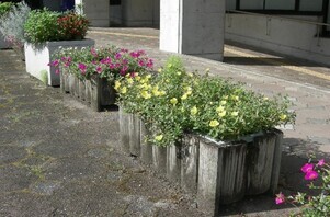 スポーツセンターの花壇の写真1