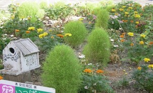 スポーツセンターの花壇の写真2
