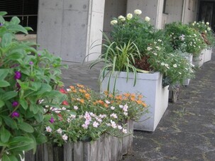 スポーツセンターの花壇の写真2