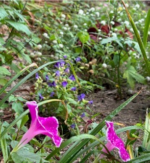 伴東三丁目11番沿いの畑の写真1