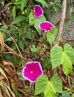伴東三丁目11番沿いの畑の写真1