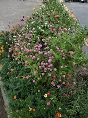 沼田公園の花壇の写真1