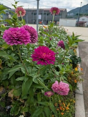 沼田公園の花壇の写真2